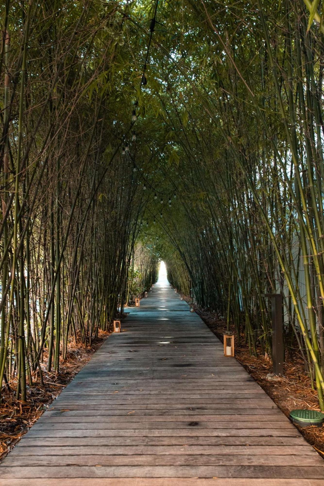 노틸러스 바이 알로 호텔 마이애미 비치 외부 사진 Bamboo forest in China